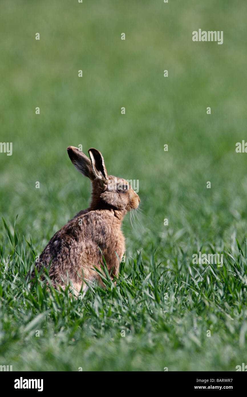 Brown hare Lepus europaeus in wheat field Stock Photo