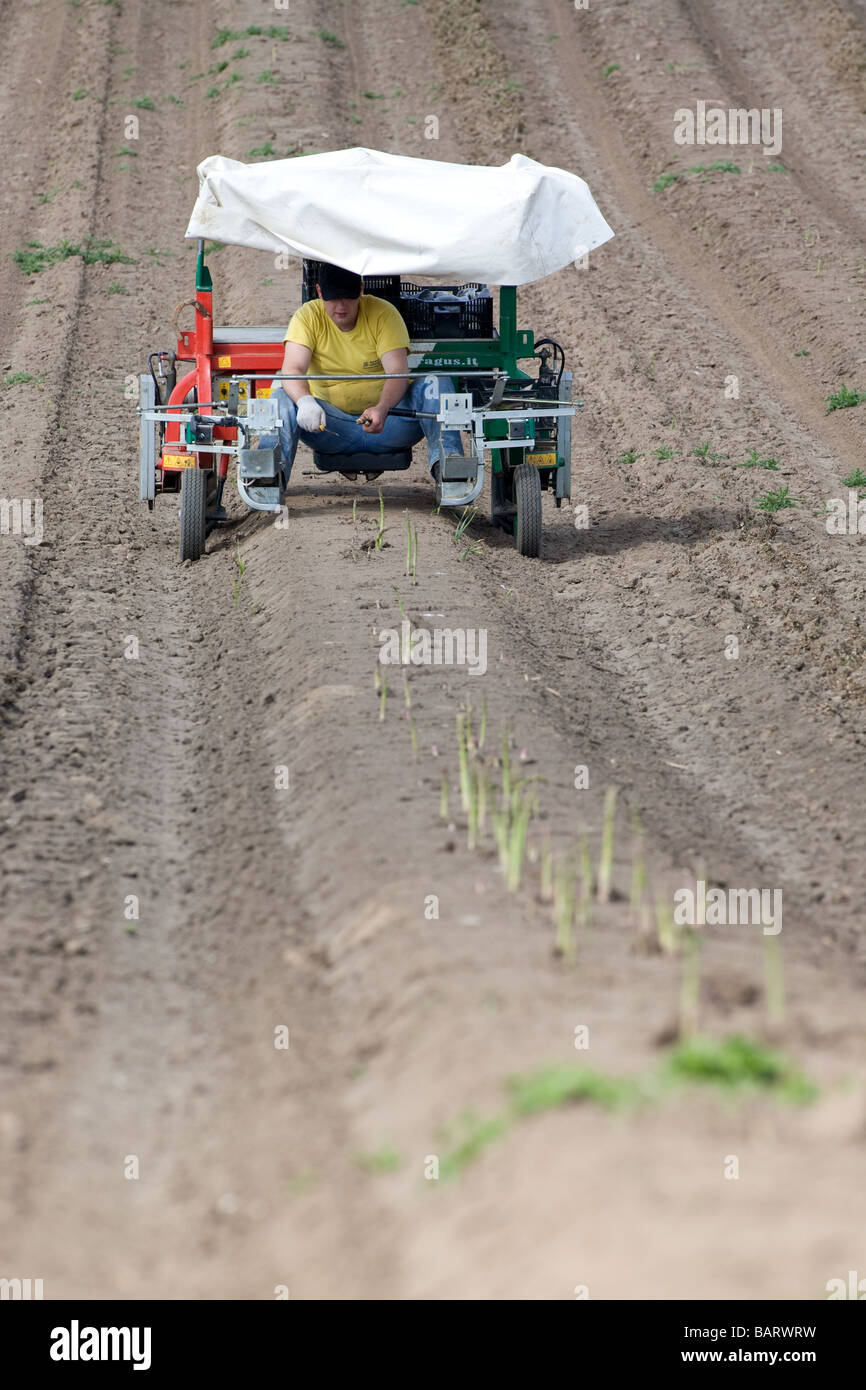 Harvesting Asparagus Stock Photo