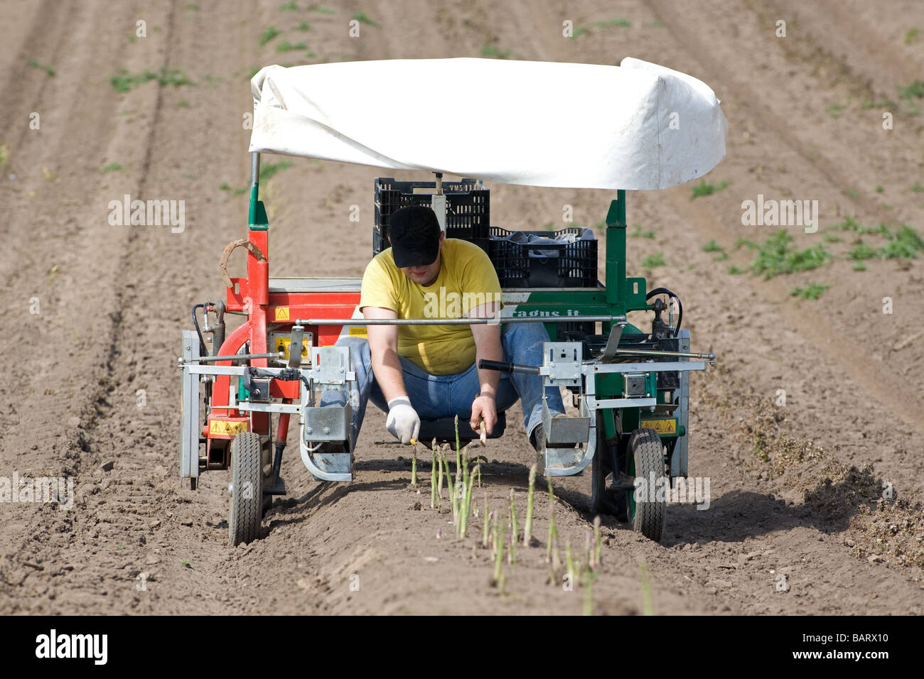 Harvesting Asparagus Stock Photo Alamy