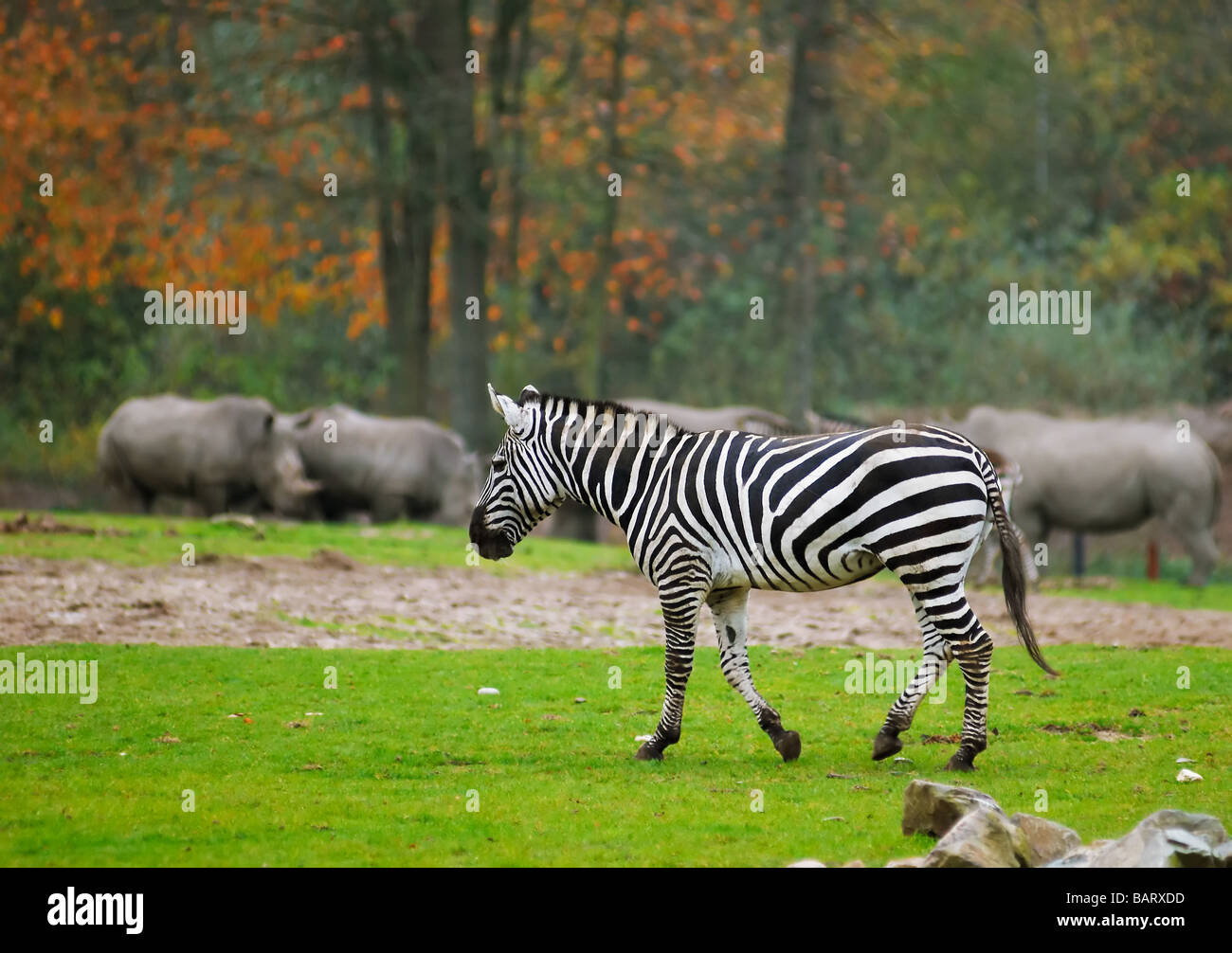 A zebra in safari park Stock Photo