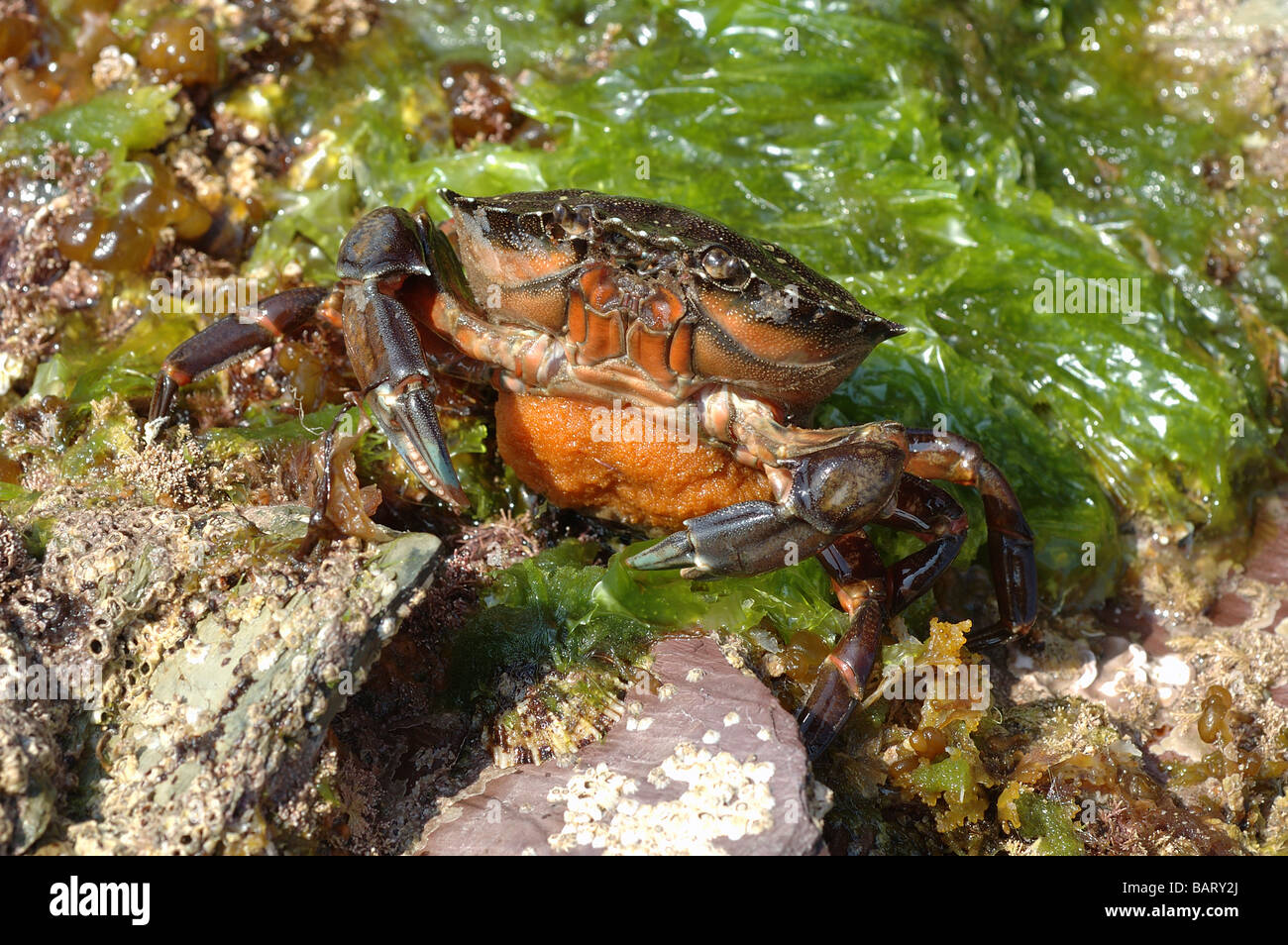 Green shore crab Carcinus maenas Portunidae female with eggs UK Stock