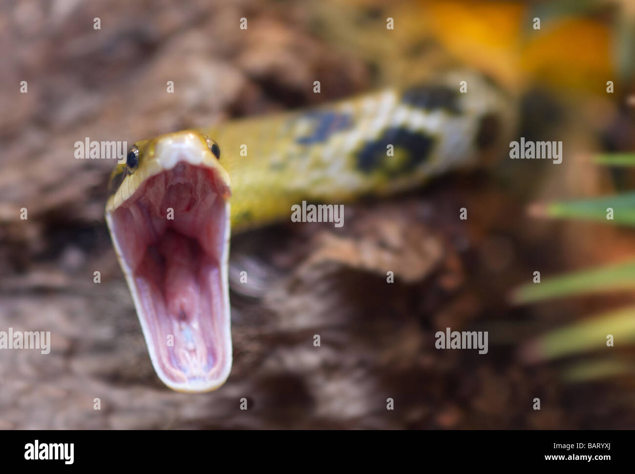 snake striking at the camera shallow dof Stock Photo