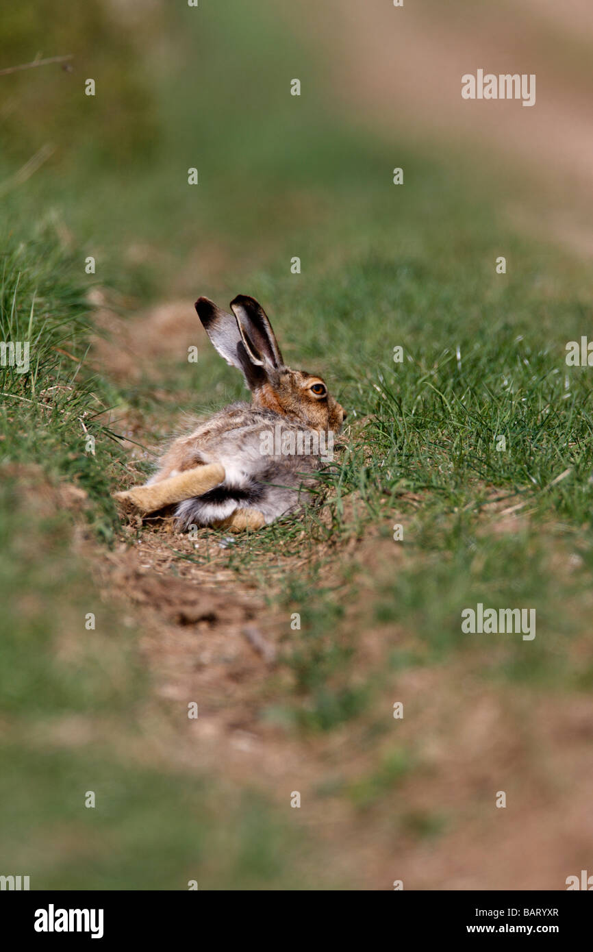 Brown hare Lepus europaeus laying farm track Stock Photo Alamy