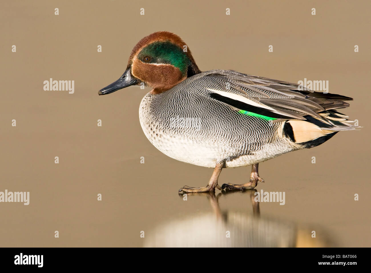 An adult over wintering male teal Stock Photo