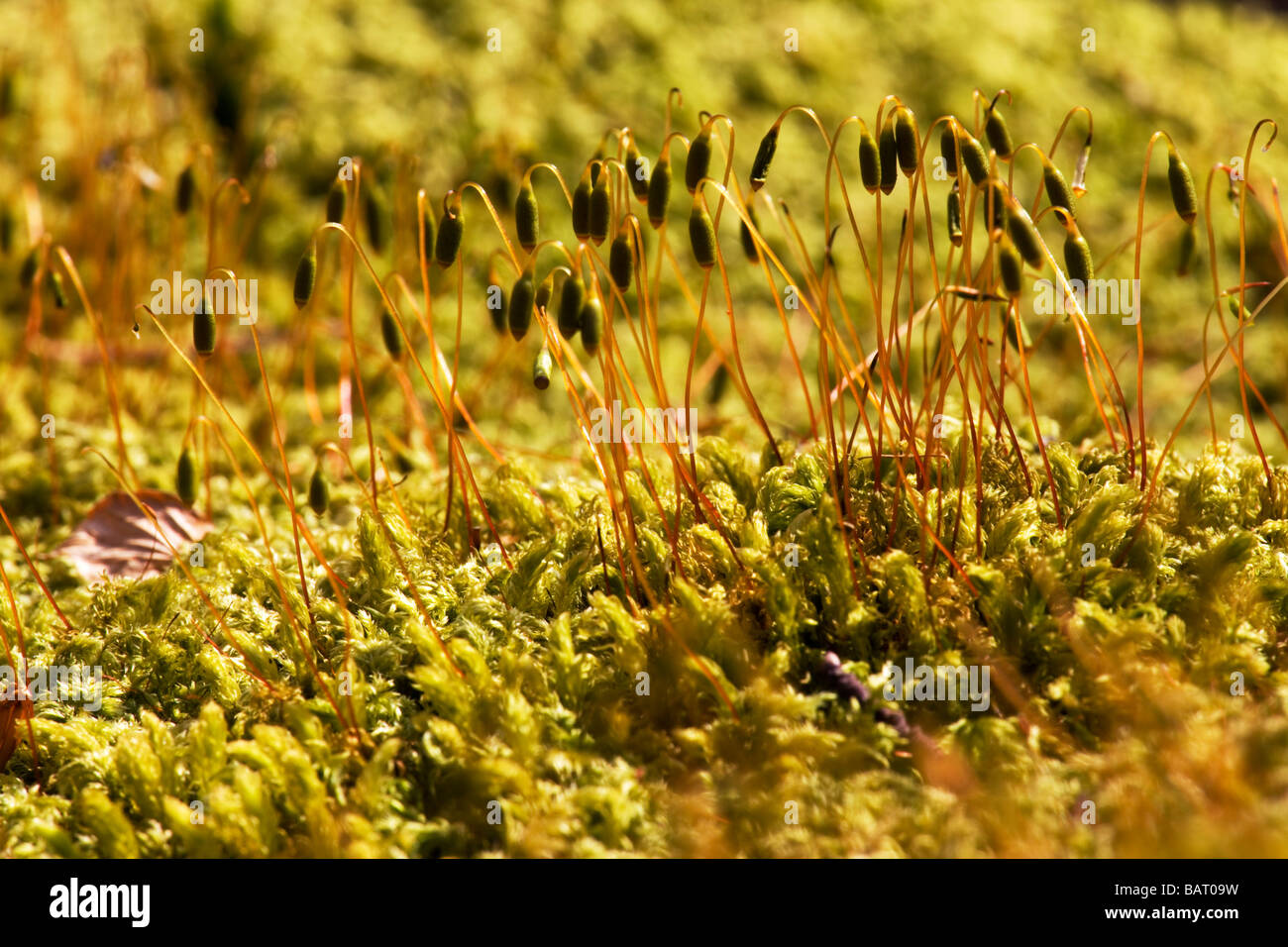 Fruiting bodies of moss catch the early morning sun in woods near Porlock Somerset Stock Photo