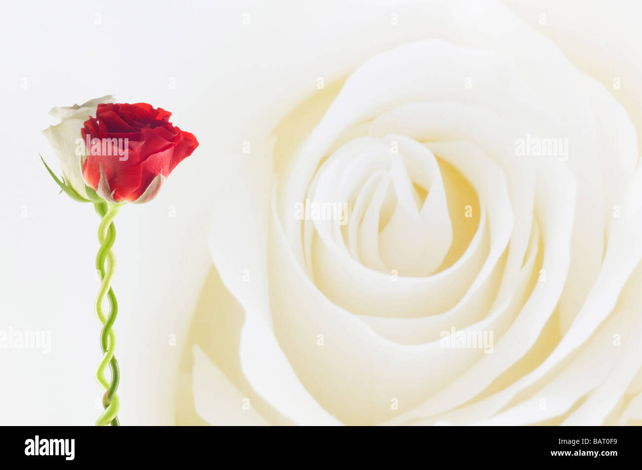 two roses together on a white rose background Stock Photo - Alamy