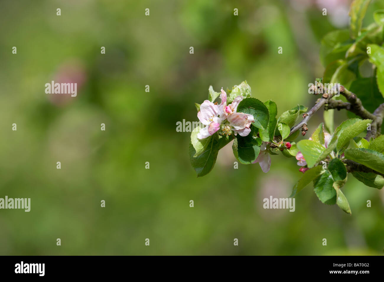Bramley apple tree no blossom hi-res stock photography and images - Alamy