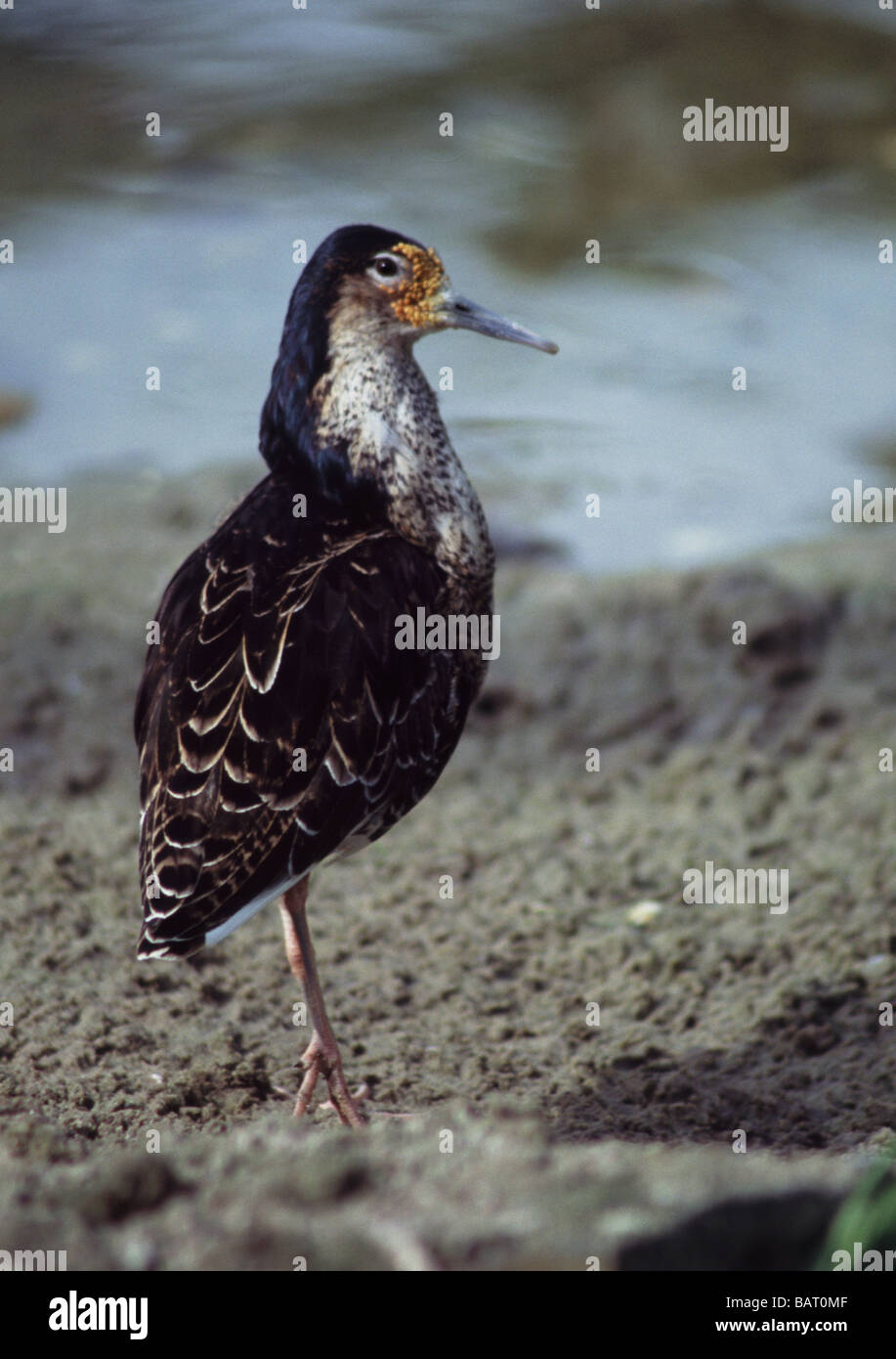Birds;Waders;Ruff ;'Philiomachus pugnax'; Male in breeding plumage standing on mud. Stock Photo