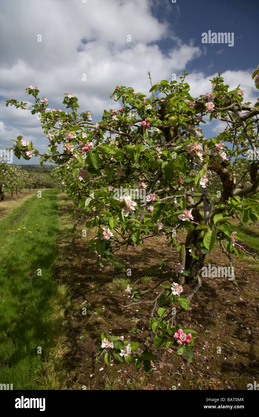 apple blossoms in bramley apple orchard in county armagh northern ireland uk Stock Photo