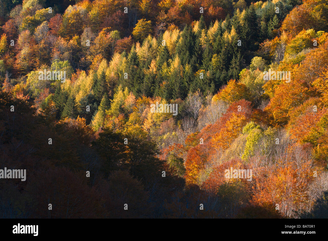 autumn in the forest Stock Photo - Alamy
