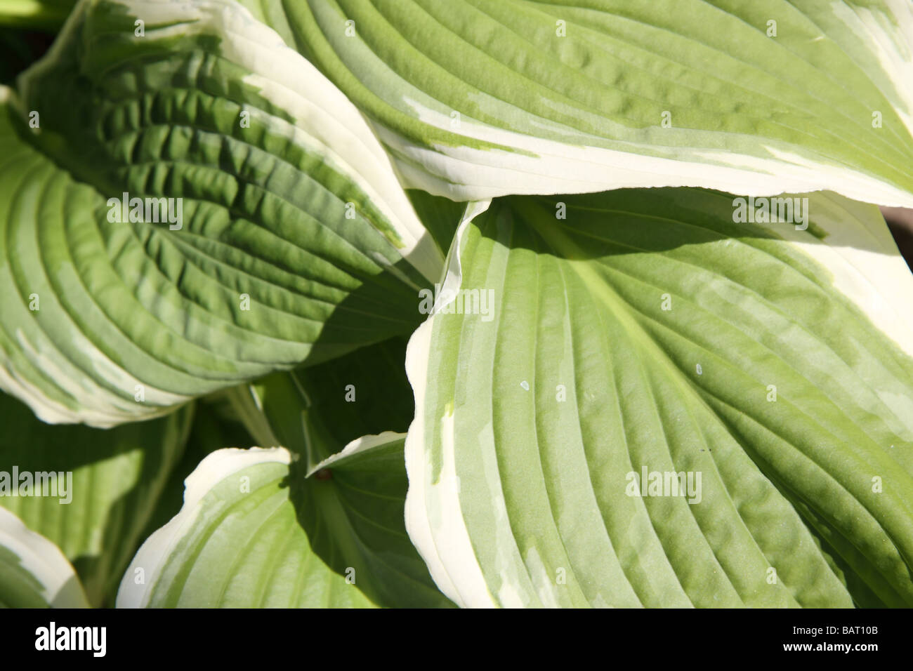 Green leaves on bed hi-res stock photography and images - Alamy