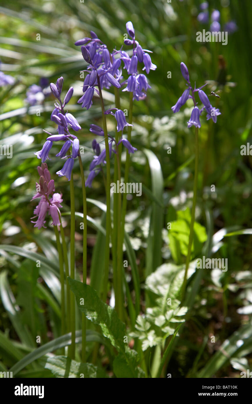 hyacinthoides non scripta bluebells Stock Photo - Alamy