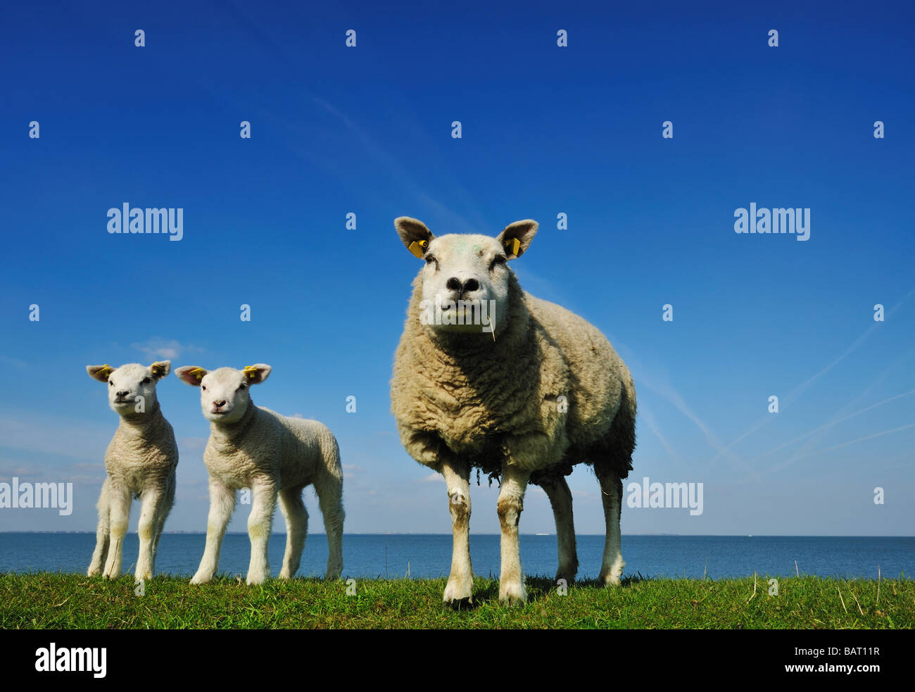 cute lambs and mother sheep in spring The Netherlands Stock Photo - Alamy