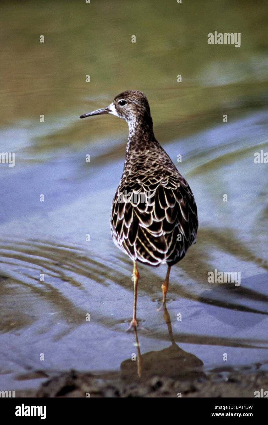 Birds;Waders;Ruff;'Philiomachus pugnax';Female [Reeve] standing in shallow water. Stock Photo
