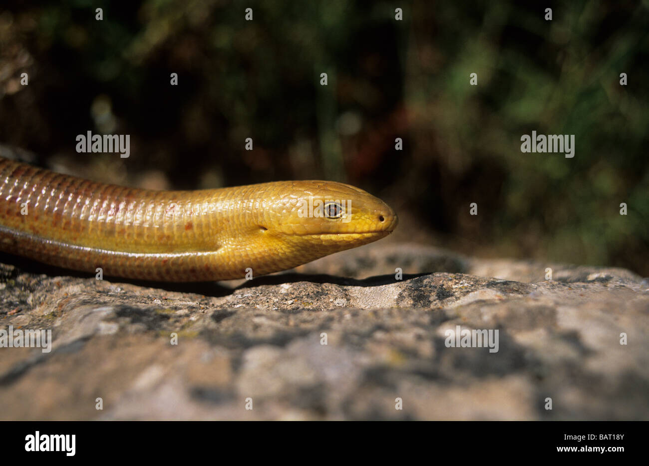 European Glass Lizard (Ophisaurus apodus) Lesvos Greece Stock Photo Alamy