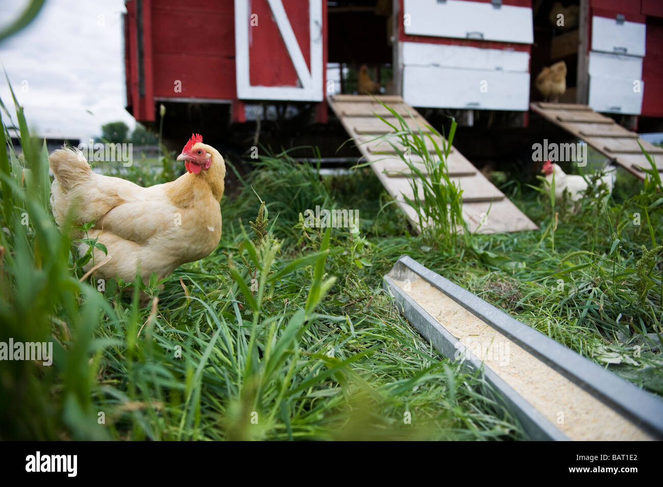 A free-range chicken roams around a grassy field. Stock Photo