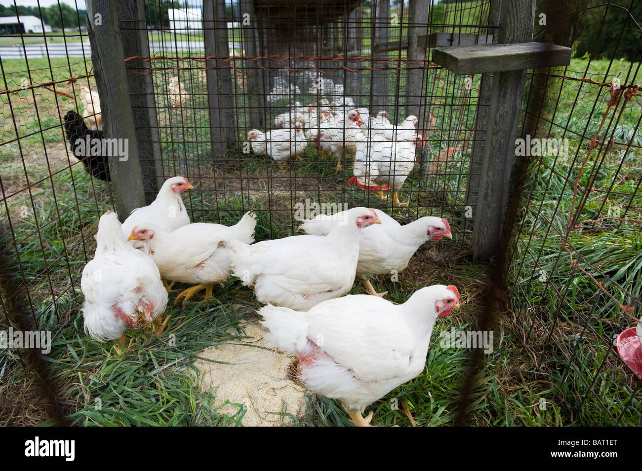 A coop full of chickens raised for their meat Stock Photo Alamy