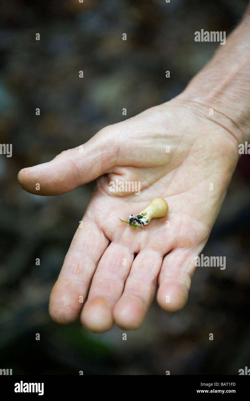 A man holds out a tiny mushroom picked up during a mushroom hunt in Upstate New York. Stock Photo