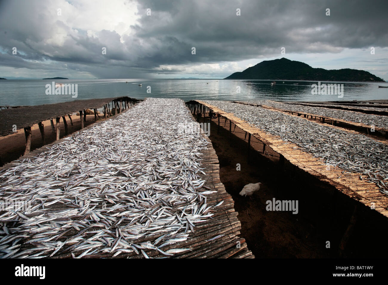 Usipa fish drying on racks on the banks of Lake Malawi Stock Photo - Alamy