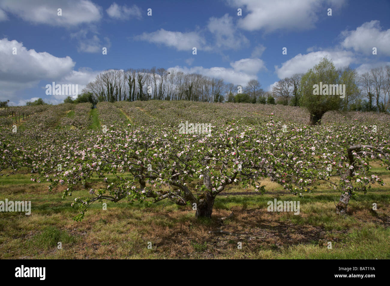 Blossom on bramley apple tree hires stock photography and images Alamy