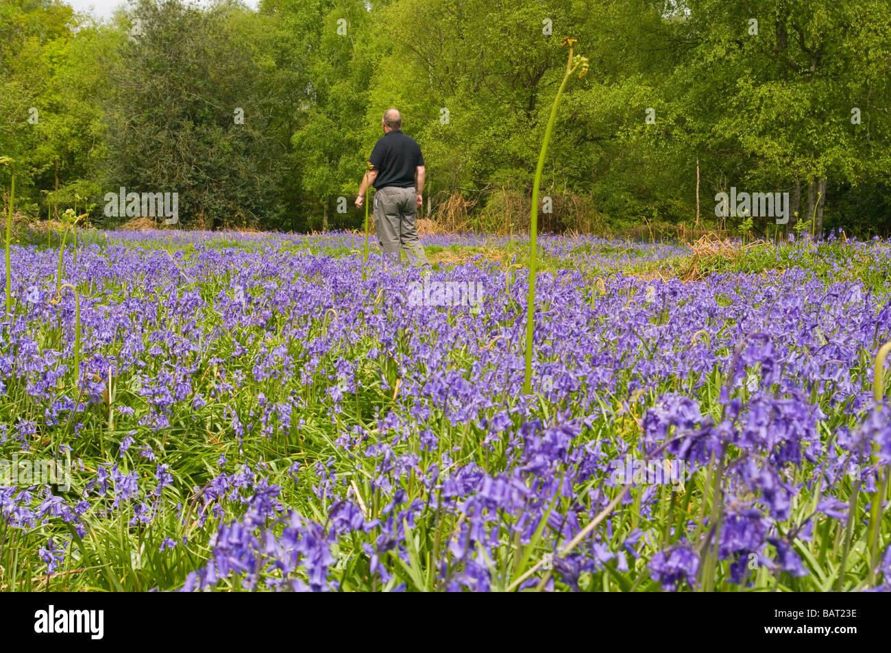 Man Walking Through a Field Of Bluebells Felland Copse Reigate Surrey countryside Stock Photo
