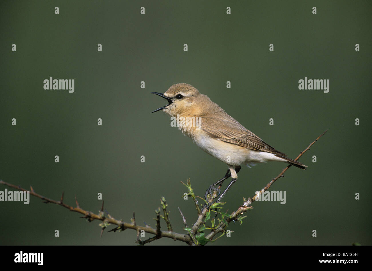 Isabelline Wheatear (Oenanthe isabellina) adult male singing on open perch Lesvos Greece Stock Photo