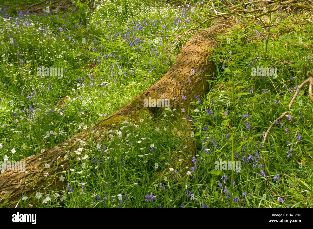 Fallen Tree Trunk Amongst Bluebells and Wild English british Spring Woodland Flowers Felland Copse Reigate Surrey Stock Photo