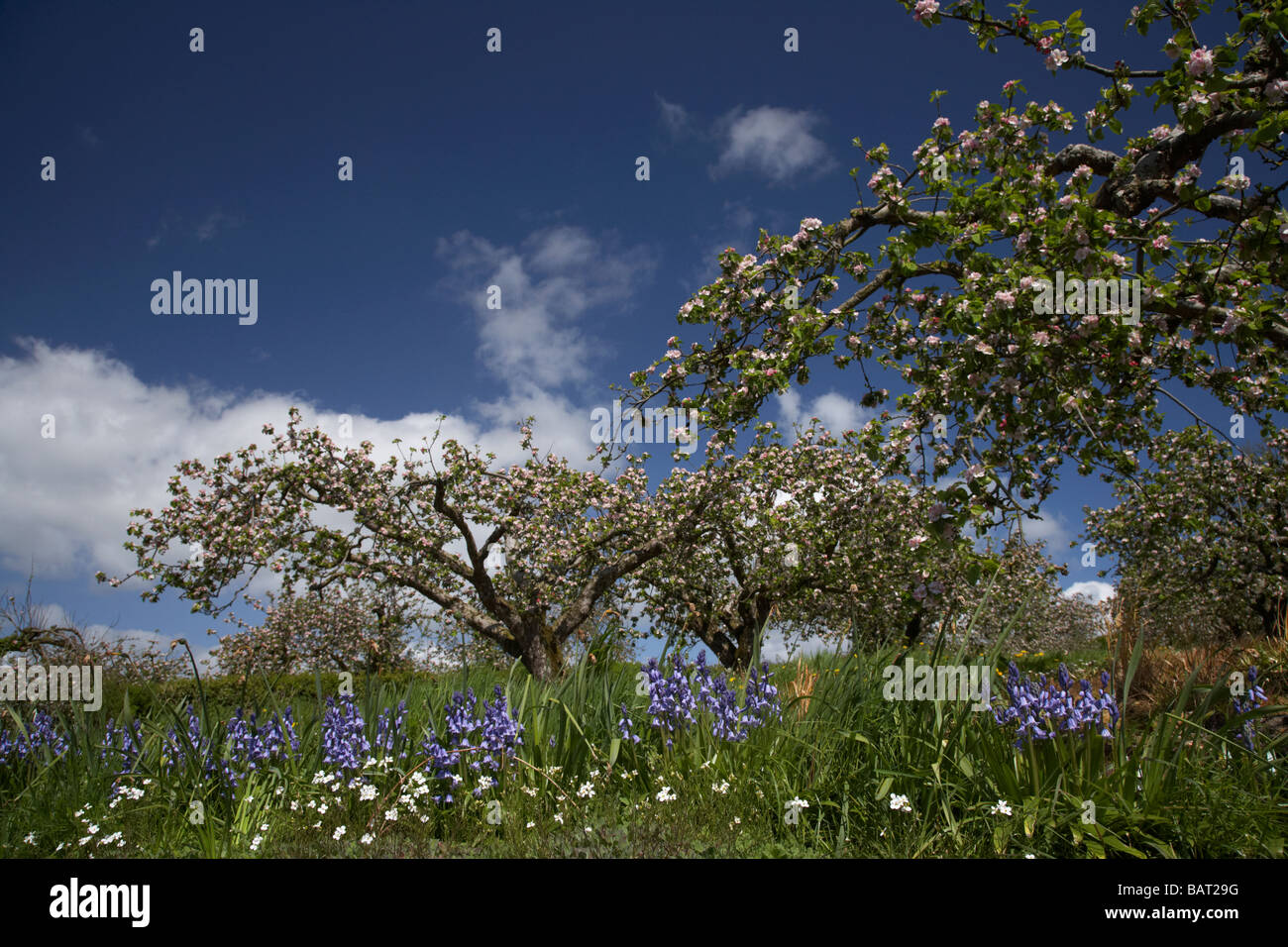 Bramley apple tree no blossom hi-res stock photography and images - Alamy