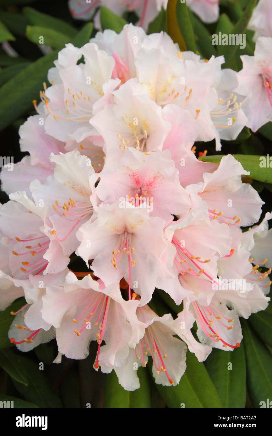 White pinkish rhododendron flower close up Rhododendron 'Gloriosum' Stock Photo