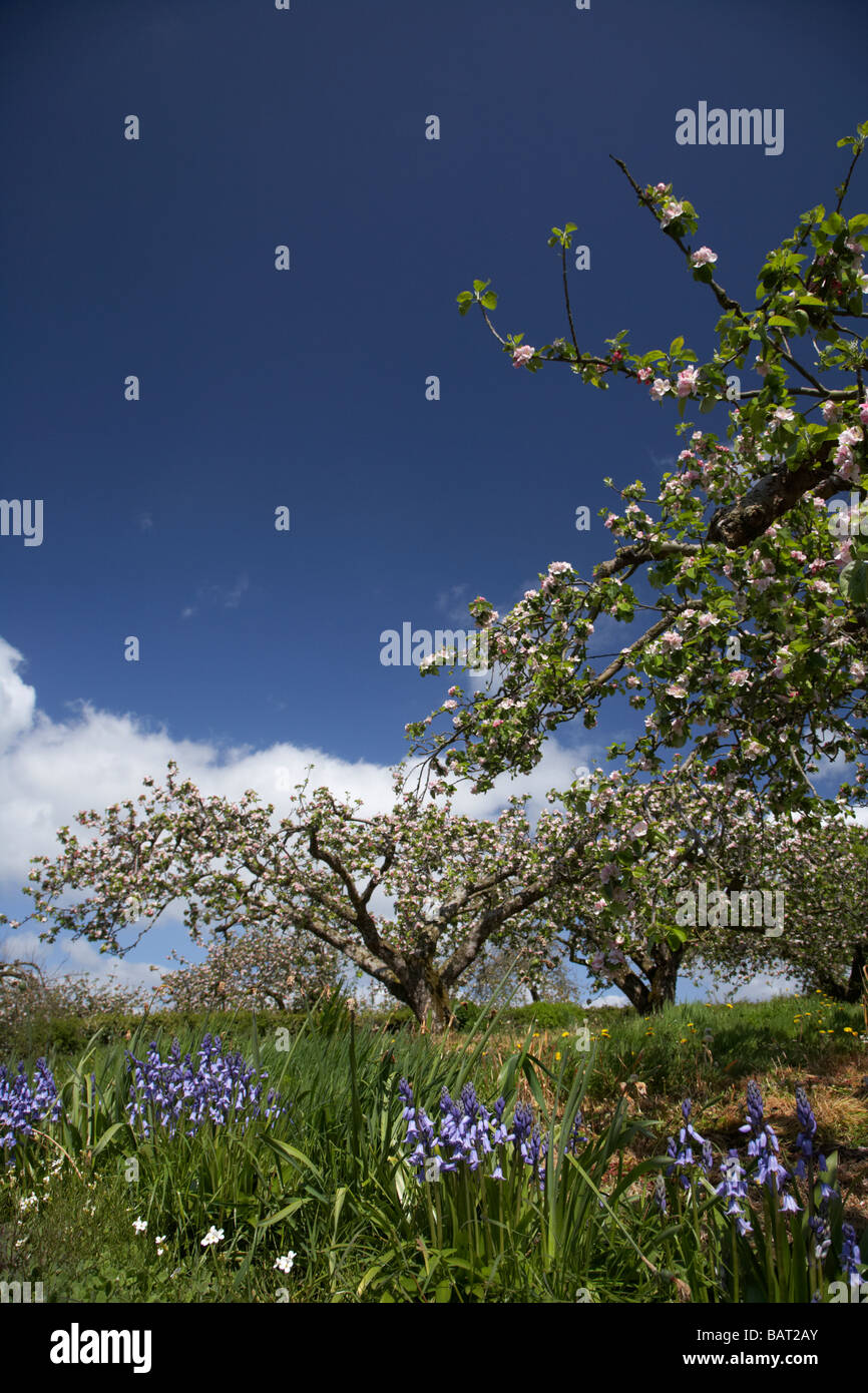 Bramley apple tree no blossom hires stock photography and images Alamy