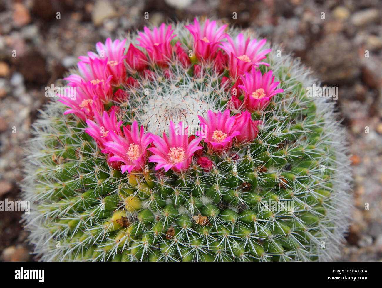 Cactus Mammillaria mammillaria bravoae flowers blooming Stock Photo