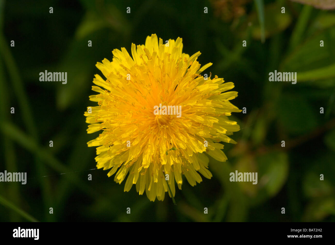 Yellow Dandelion British Wildflower Wildflowers Stock Photo Alamy