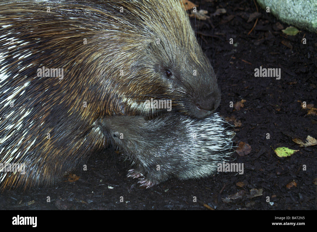 Mammals;Indian Crested Porcupine;'Hystrix indica'; Female with one small youngster. Stock Photo