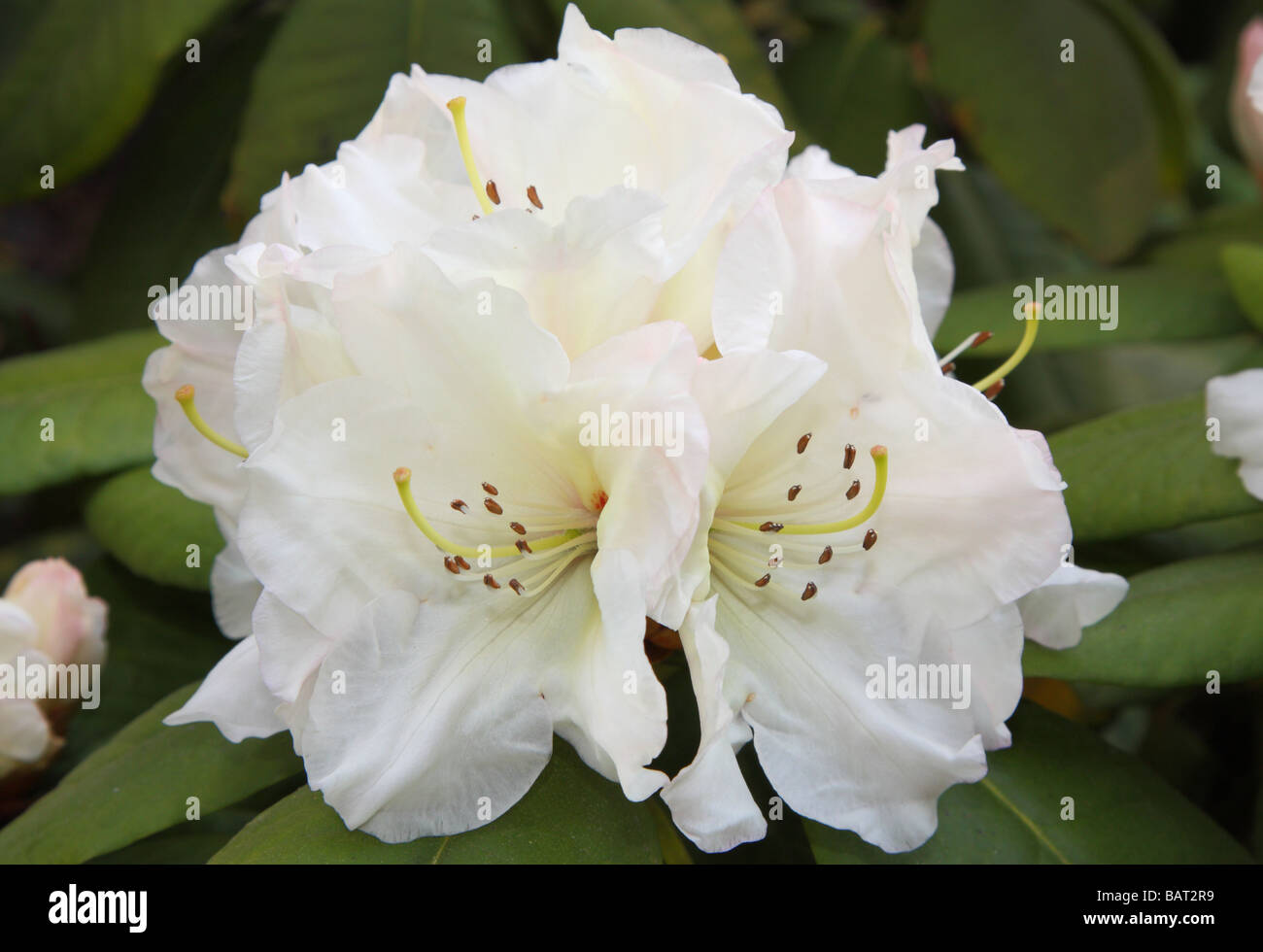 White rhododendron flower close up Rhododendron 'Adriaan Koster' Stock Photo