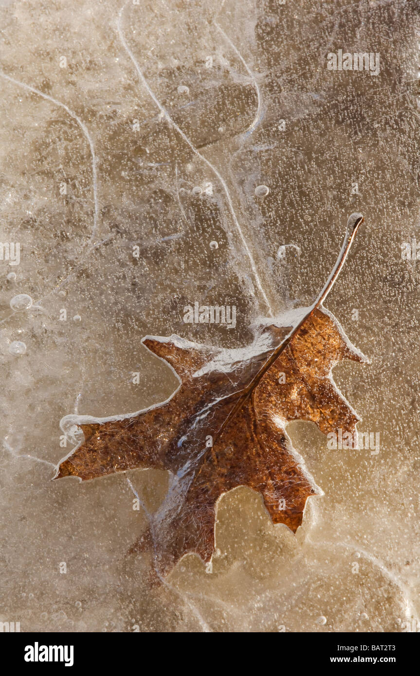 A leaf frozen in pond ice Stock Photo - Alamy