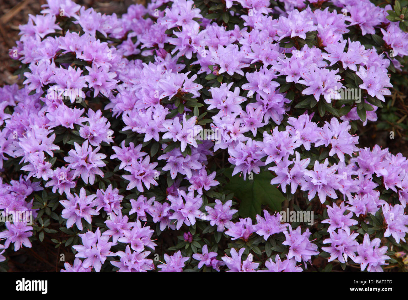 Purple Rhododendron 