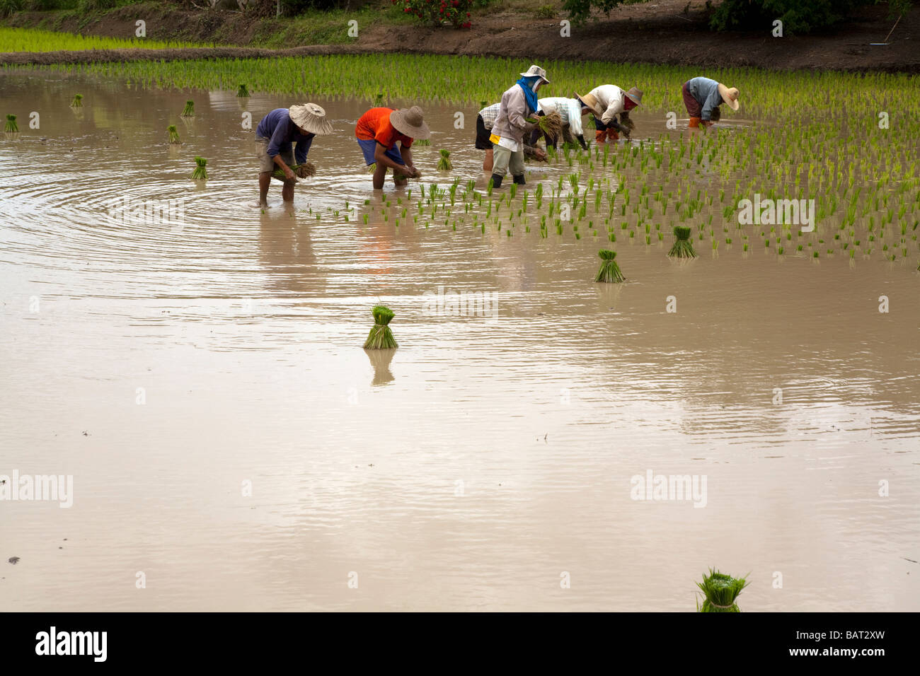 Rice cultivation in Thailand Stock Photo