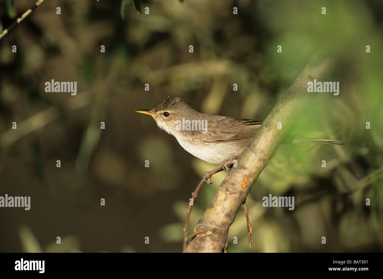 Olive-tree Warbler (Hippolais olivetorum) male perched in olive tree Lesvos Greece Stock Photo