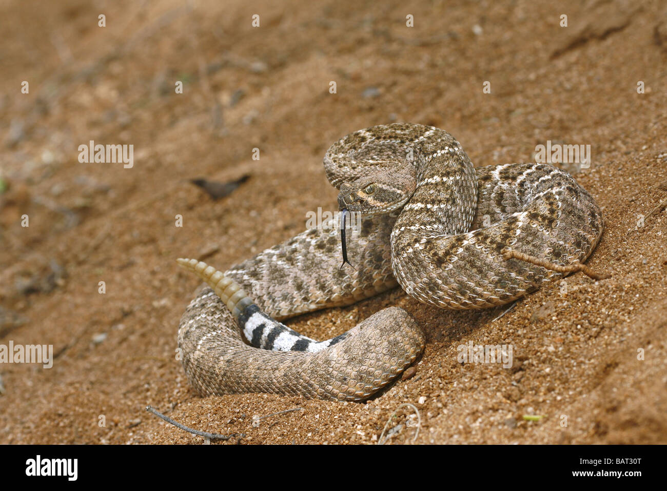 When it feels threatened, the Western Diamondback Rattlesnake coils up and shakes its tail producing a unique ratlling sound. Stock Photo
