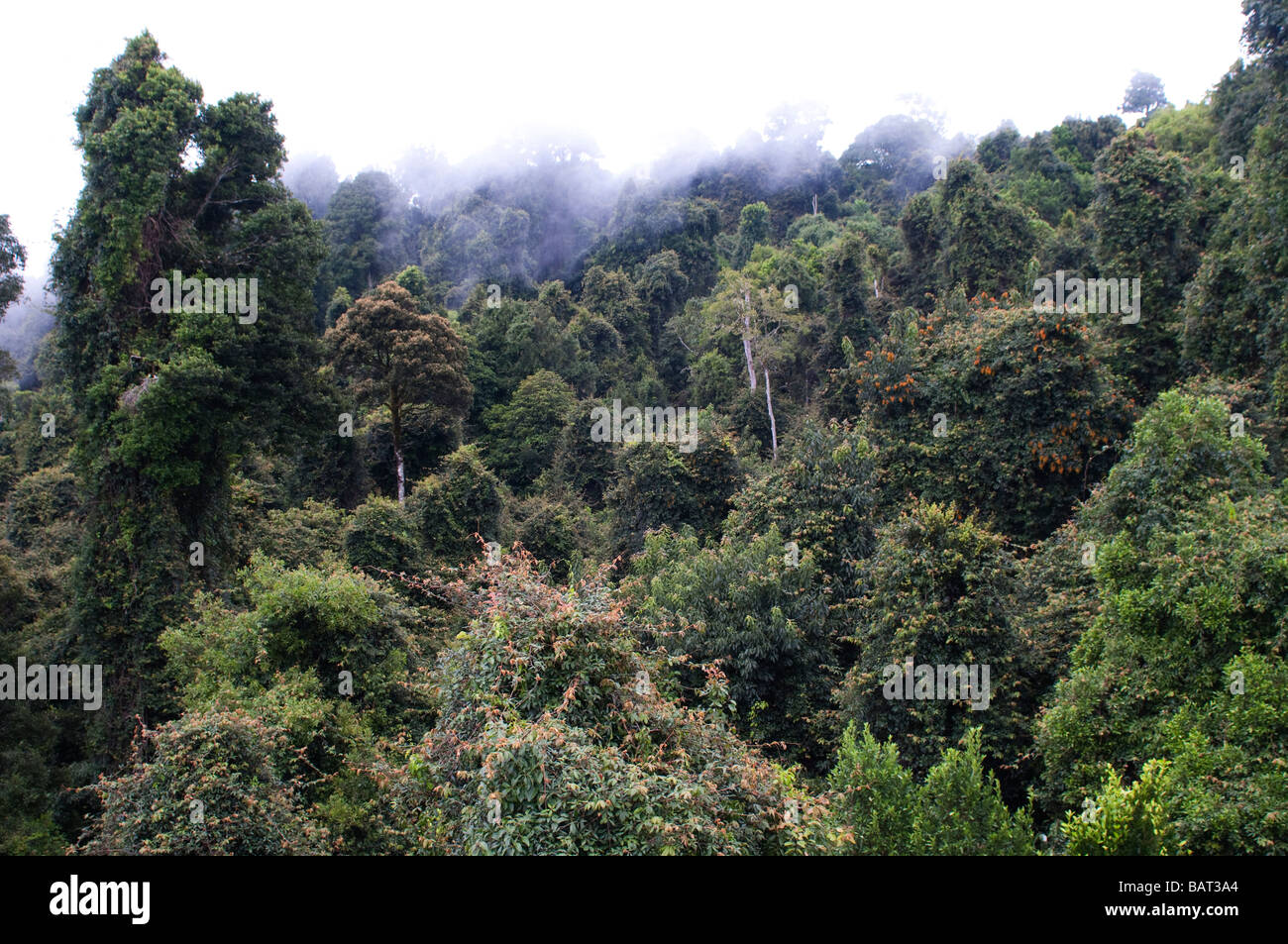 Canopy of rainforest trees Dorrigo National Park NSW Australia Stock