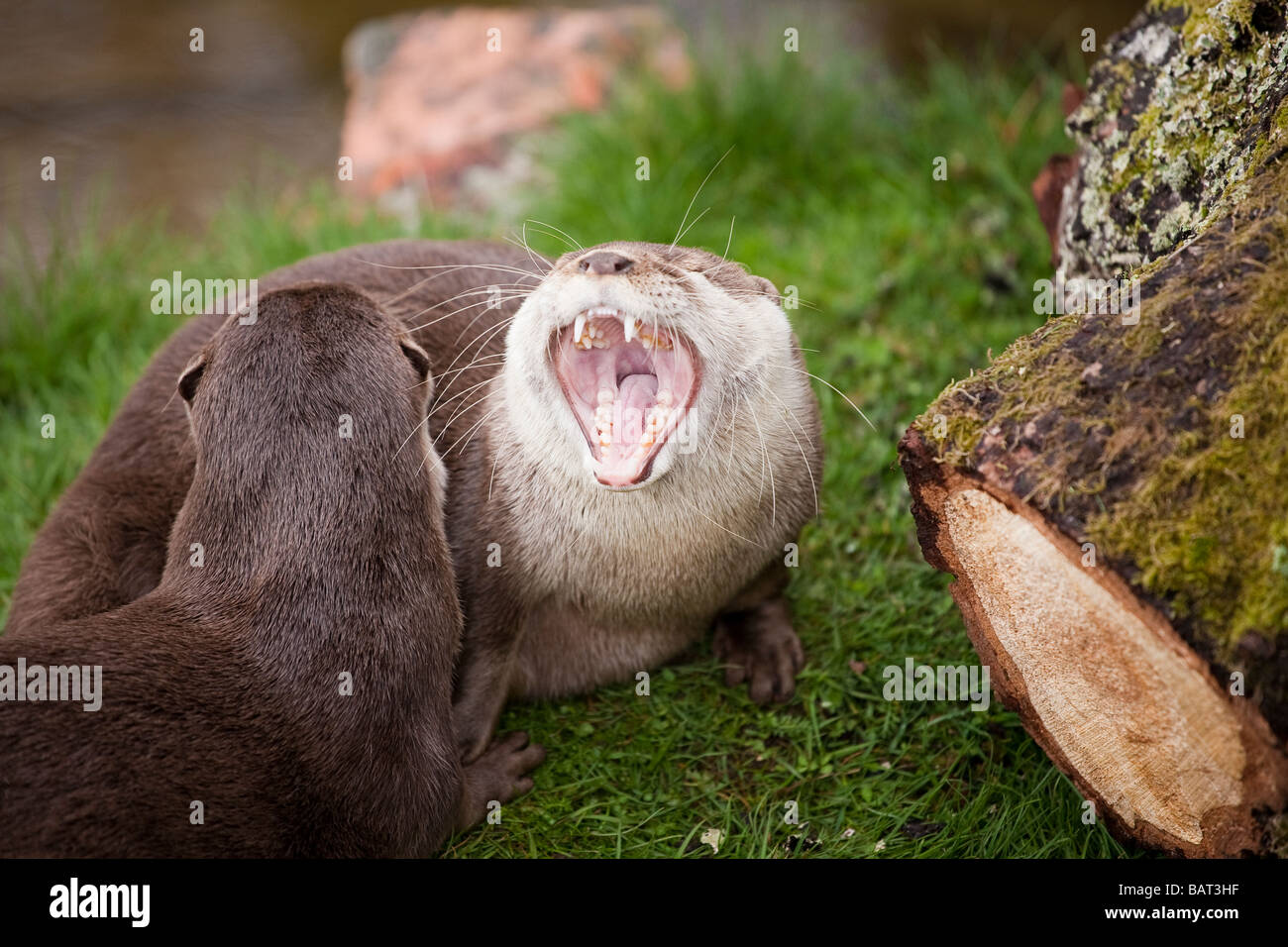 Asian Short Clawed Otters, Blair Drummond Safari Park, Stirling, Scotland Stock Photo