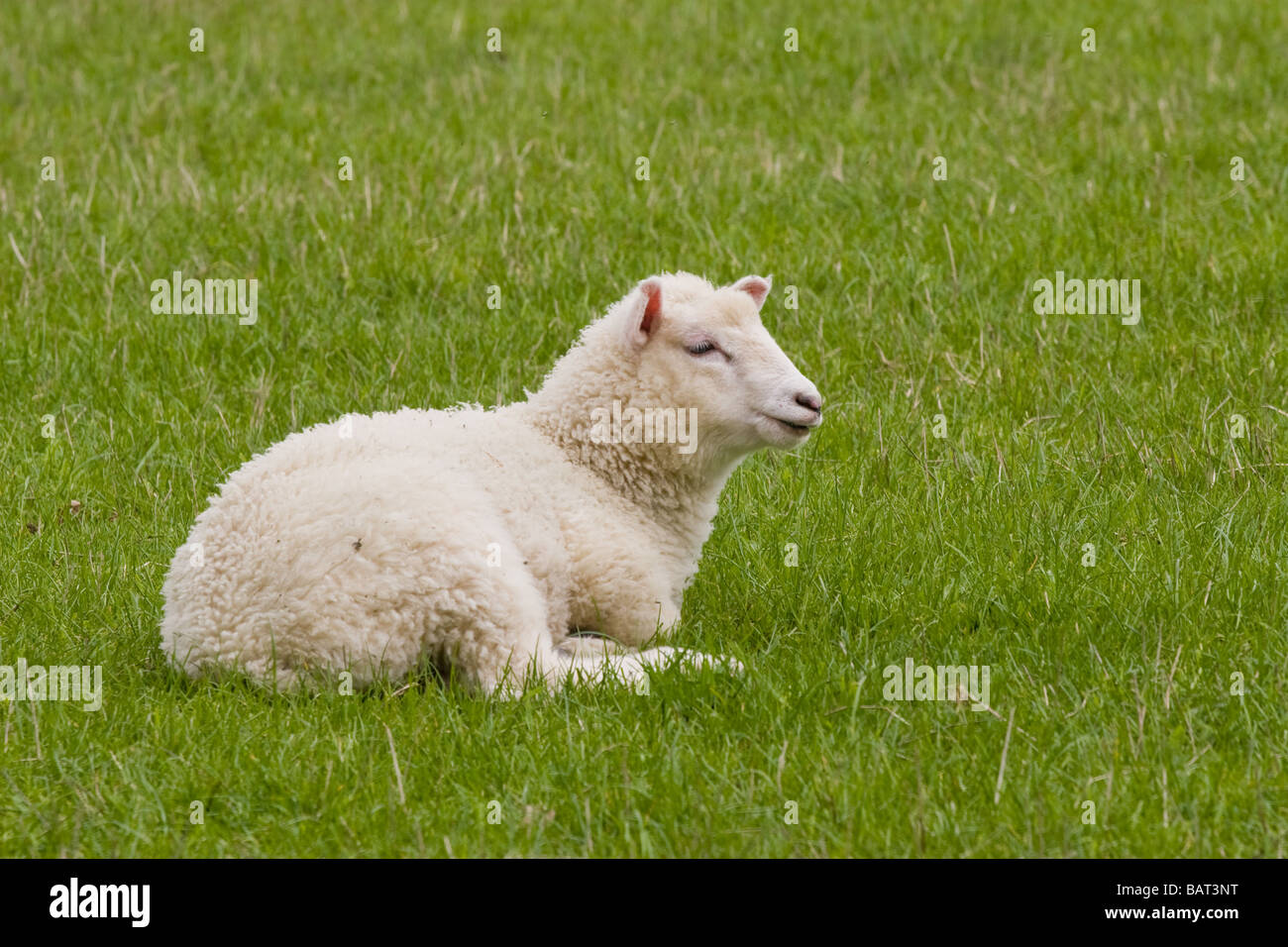 Sheep laying down in a field Stock Photo Alamy