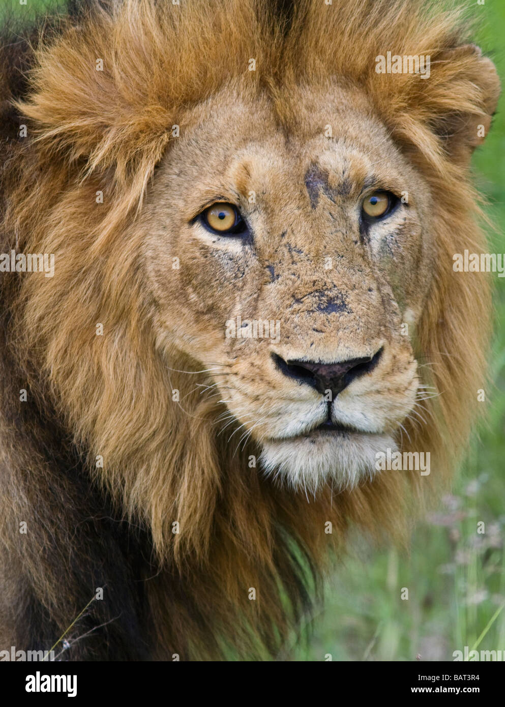 Portrait African Lion (Panthera leo) eyes face closeup looking into camera. Kruger National Park South Africa Stock Photo
