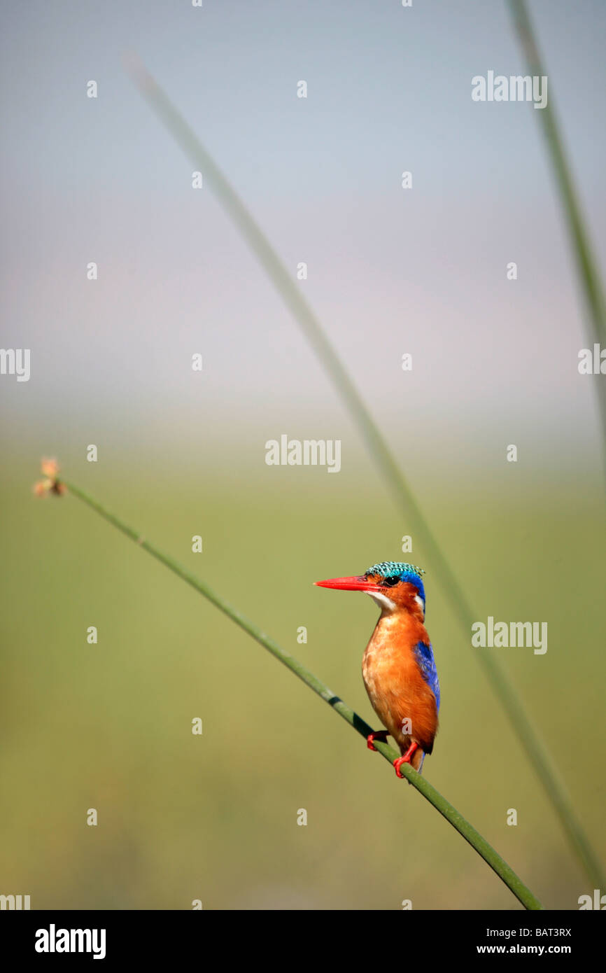 The Malachite Kingfisher (Alcedo cristata) on reeds at Lake Awasa in Ethiopia Stock Photo