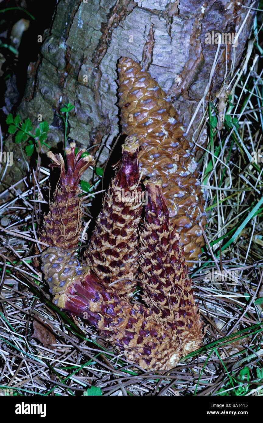 Mammals;Red Squirrel;'Sciurus vulgaris'; Pine cones after being opened