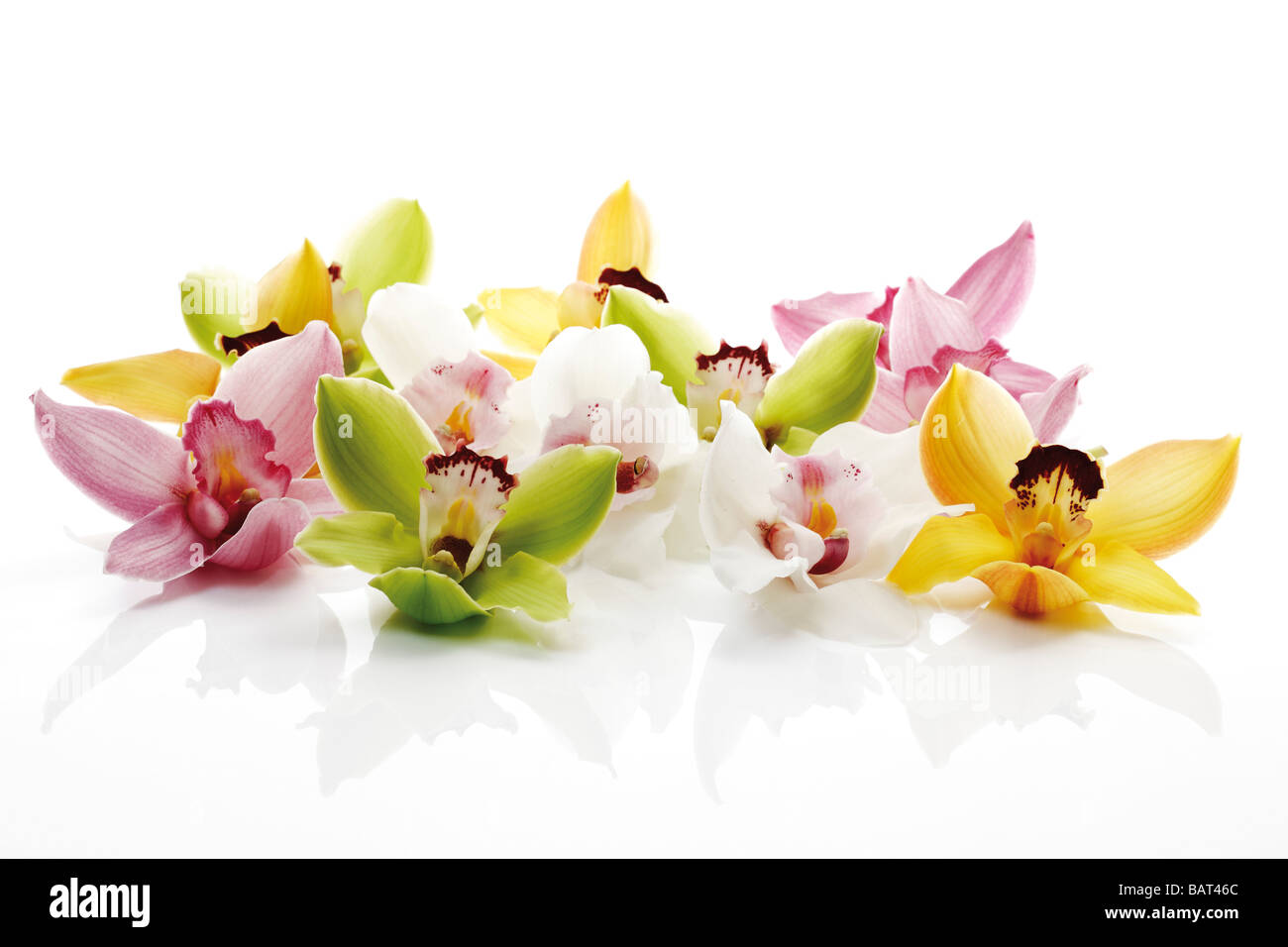Variety of orchid blossoms (Orchidaceae) in a row Stock Photo