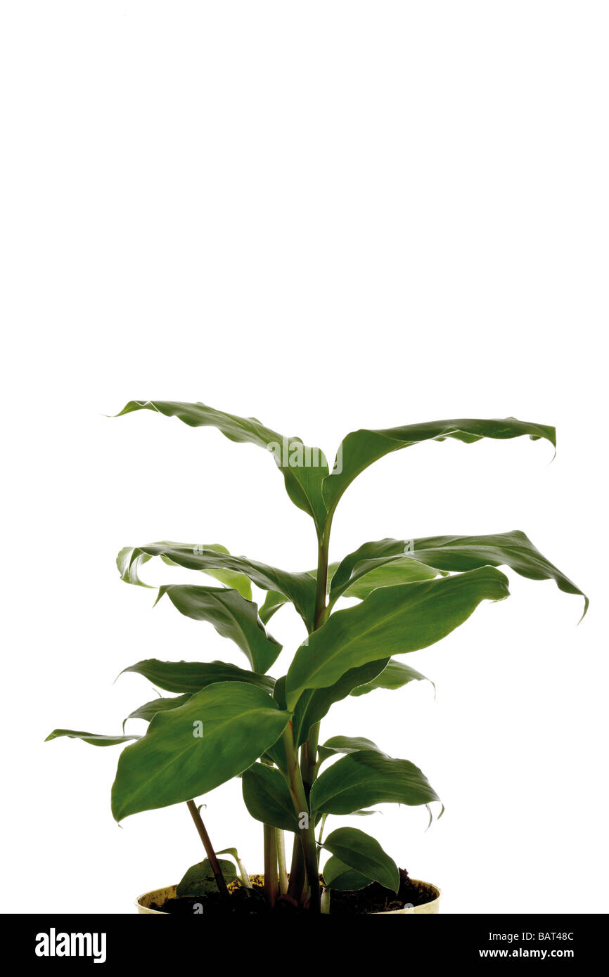Cinnamon plant (Cinnnamomum) in flower pot, close-up Stock Photo