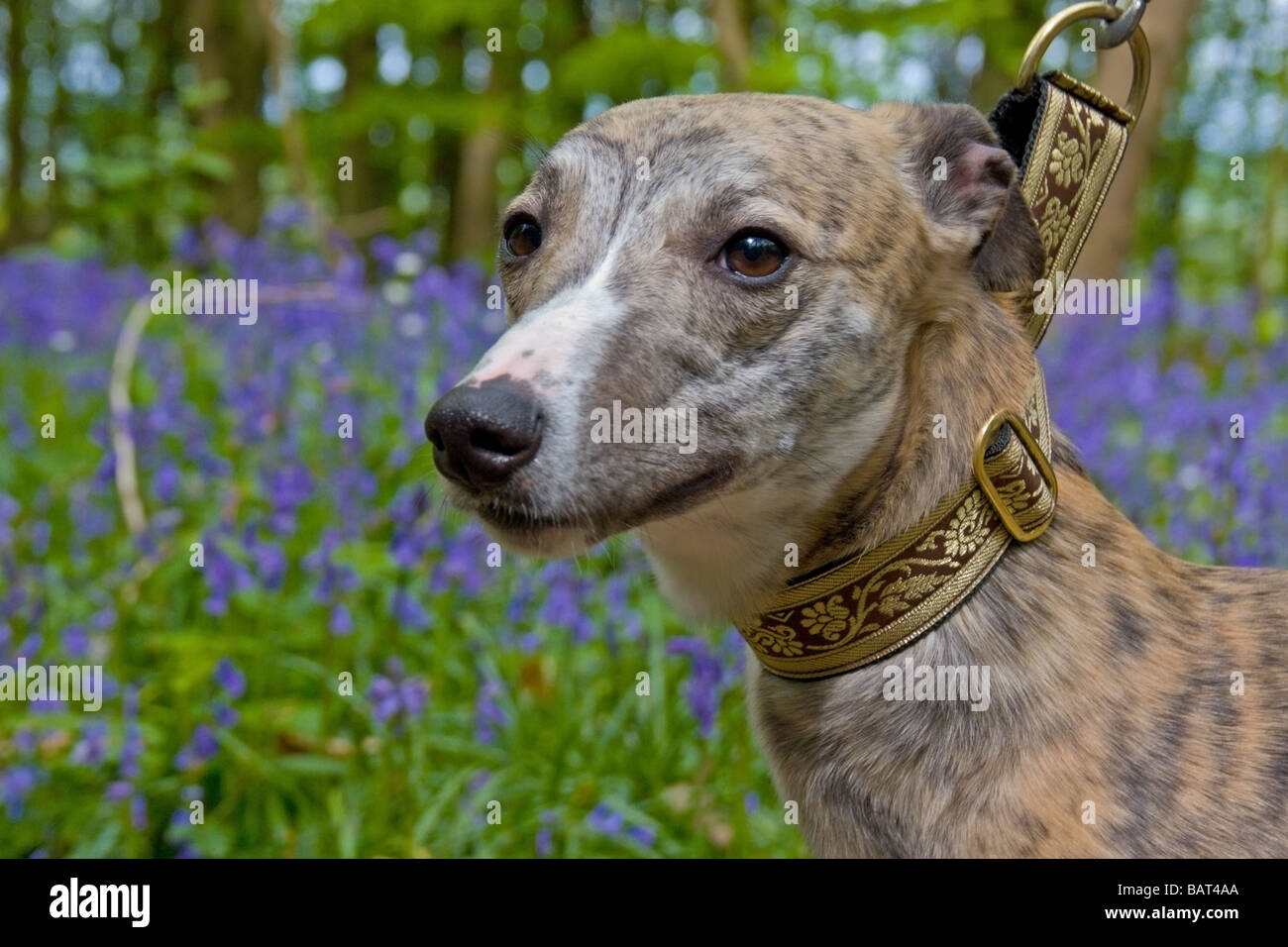 Whippet dog taken for a walk through bluebell covered woods in Kent countryside Stock Photo