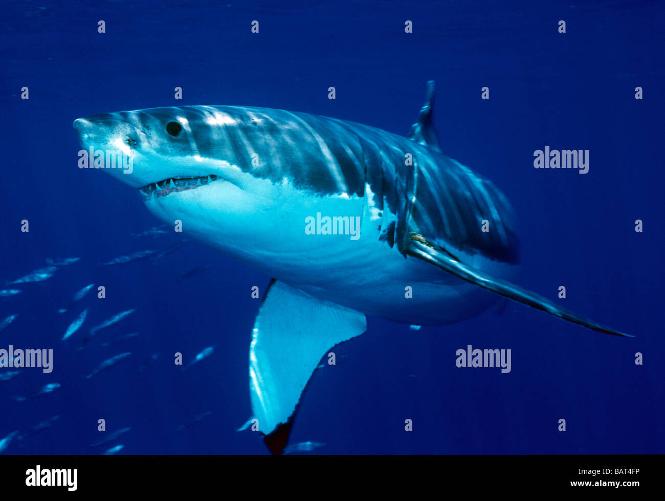 Great White Shark glides through the water off Guadalupe Island, Mexico. Stock Photo