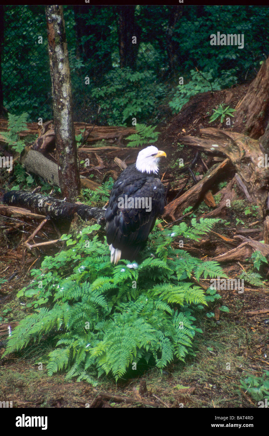 Alaska eagle wild bird bald forest nature natural Stock Photo - Alamy